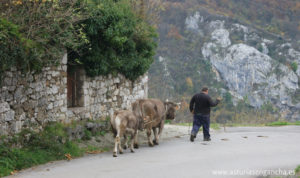 Vaca asturiana de los valles